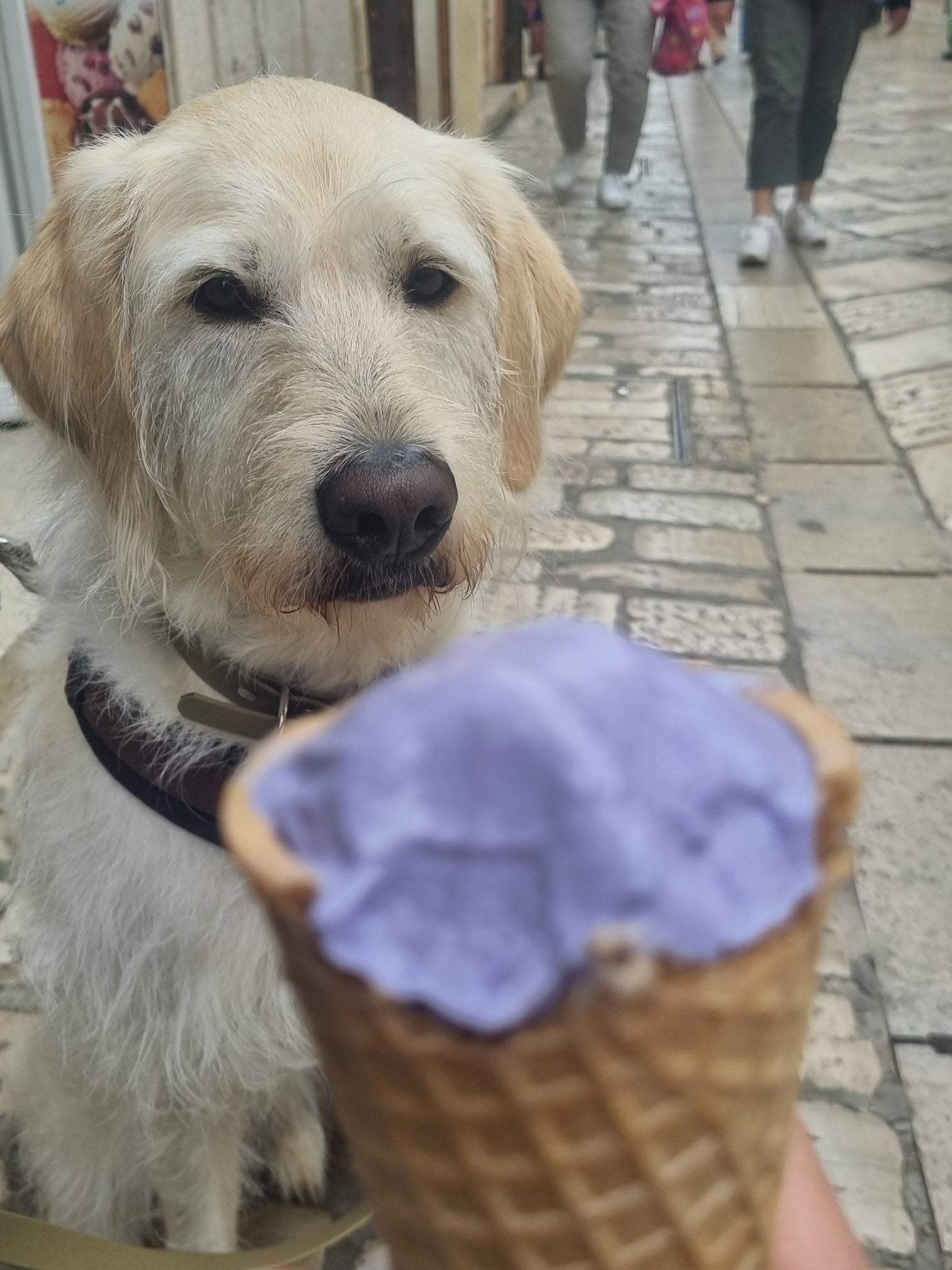 Hund Peanut von floraHUNDfauna auf Reisen mit Blick auf ein Eis
