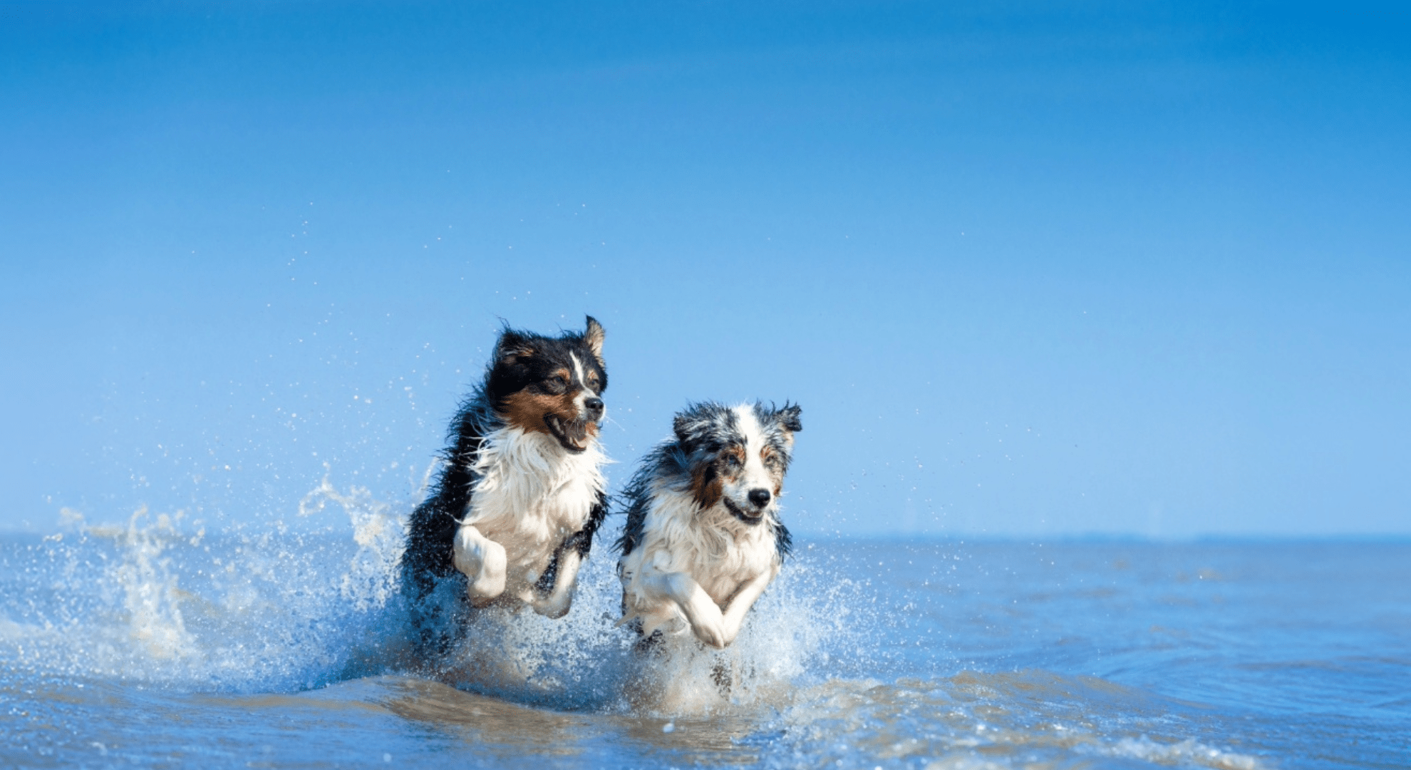 zwei Hunde plantschen im Wasser