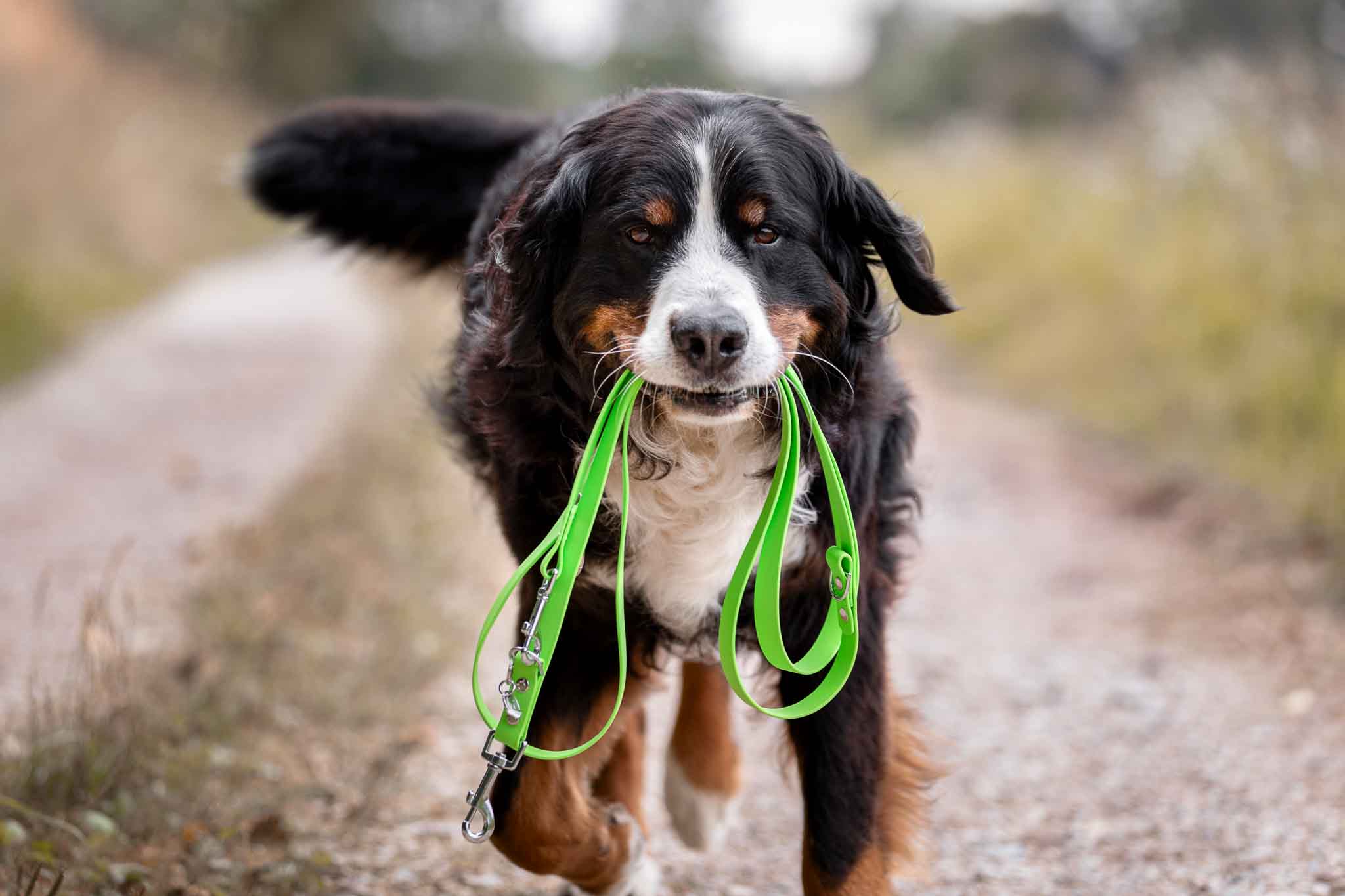 Biothane Führleine Hund grün
