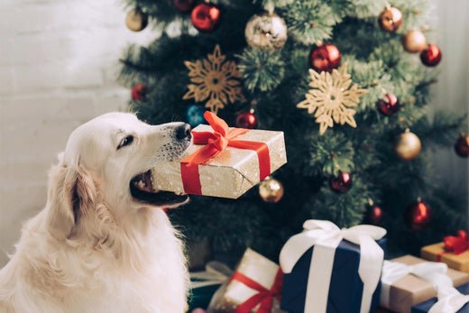 Die schönsten Weihnachtsgeschenke für Hunde: Tipps und Ideen - floraHUNDfauna