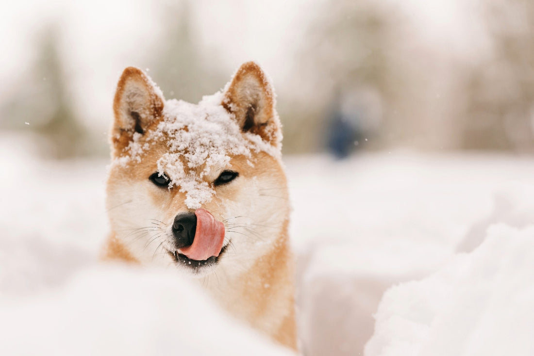 Frostige Gefahr: Warum Schneefressen für Hunde riskant ist! - floraHUNDfauna