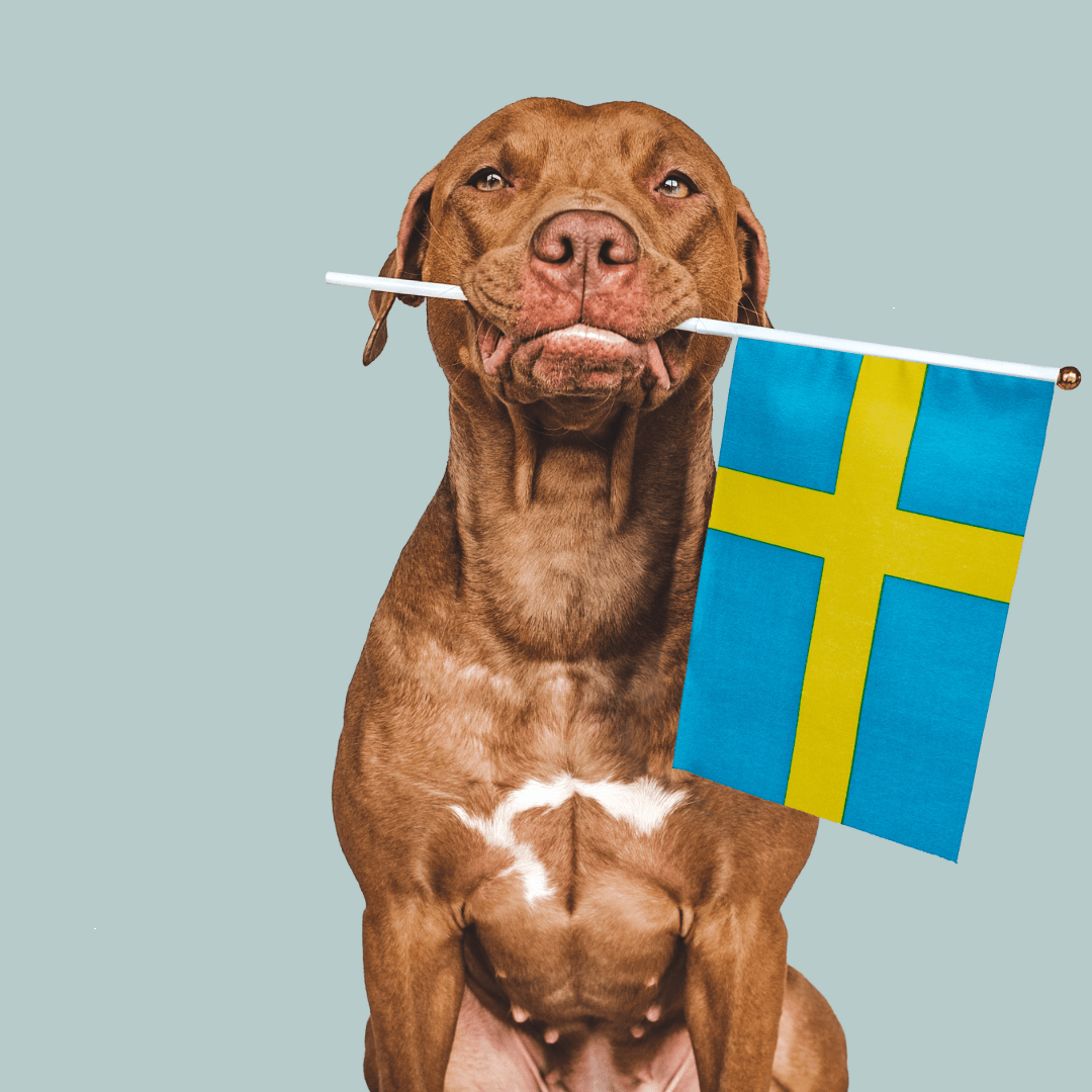 Hundeurlaub in Schweden Hund mit Schwedenflagge