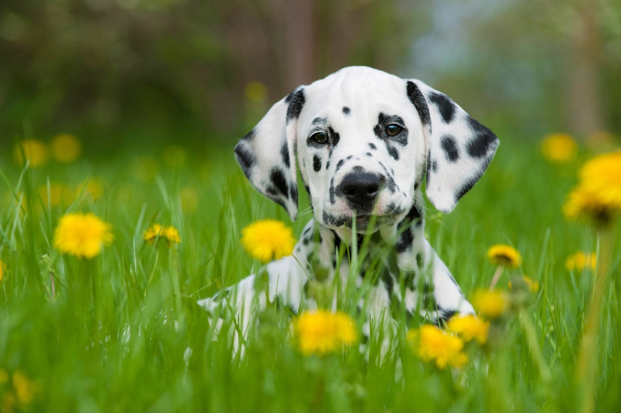 Hunde im Frühling: Ab in die Natur, aber mit Vorsicht! - floraHUNDfauna