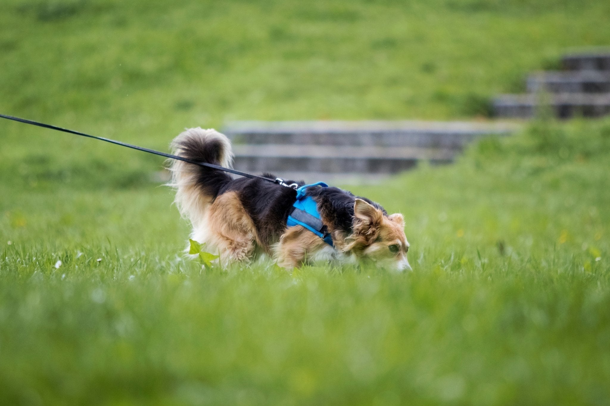 Mantrailing: Eine besondere Art der Hundebeschäftigung - floraHUNDfauna