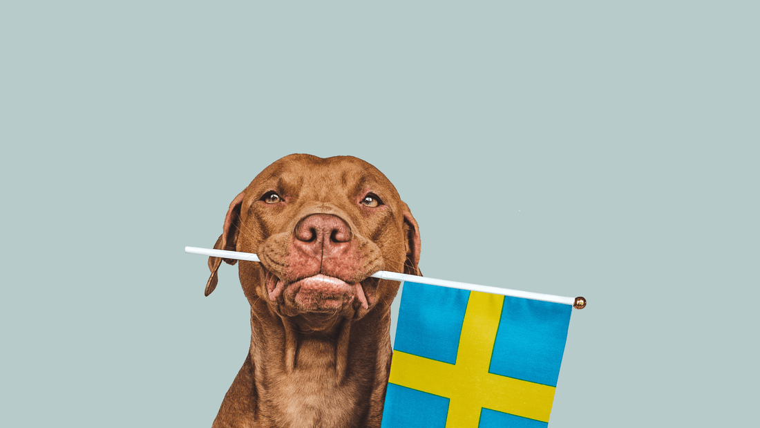 Urlaub mit Hund in Schweden – Ein Abenteuer für alle - floraHUNDfauna