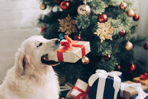 Weihnachten mit Hund: Geschenkideen & Tipps - floraHUNDfauna