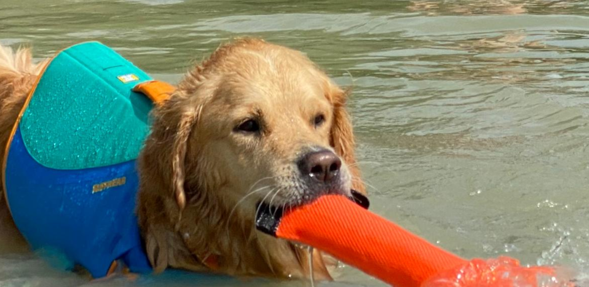 Hund_mit_Beisswurst_im_Wasser