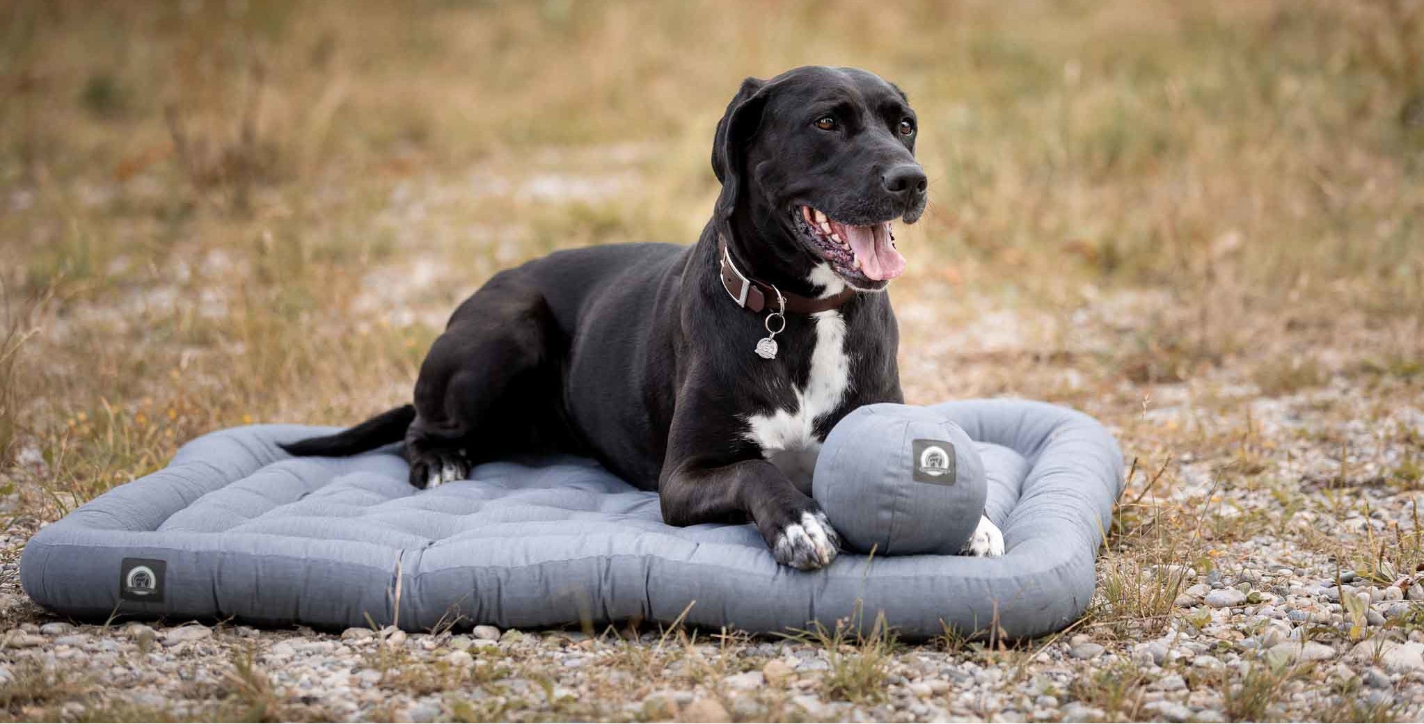 Hund_auf_Hundekissen_Banner_Desktop