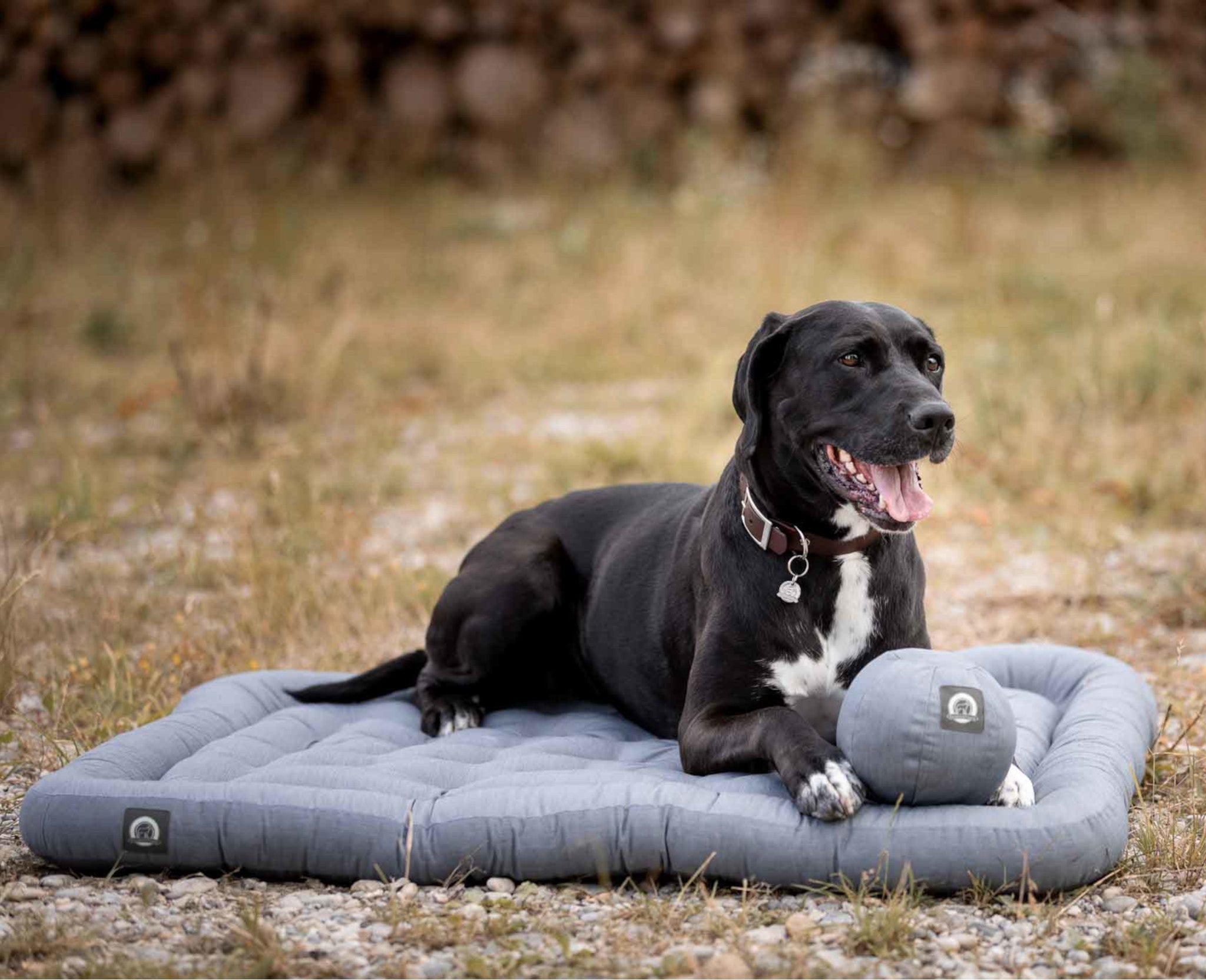 Hund_auf_Hundekissen_Banner_Mobile