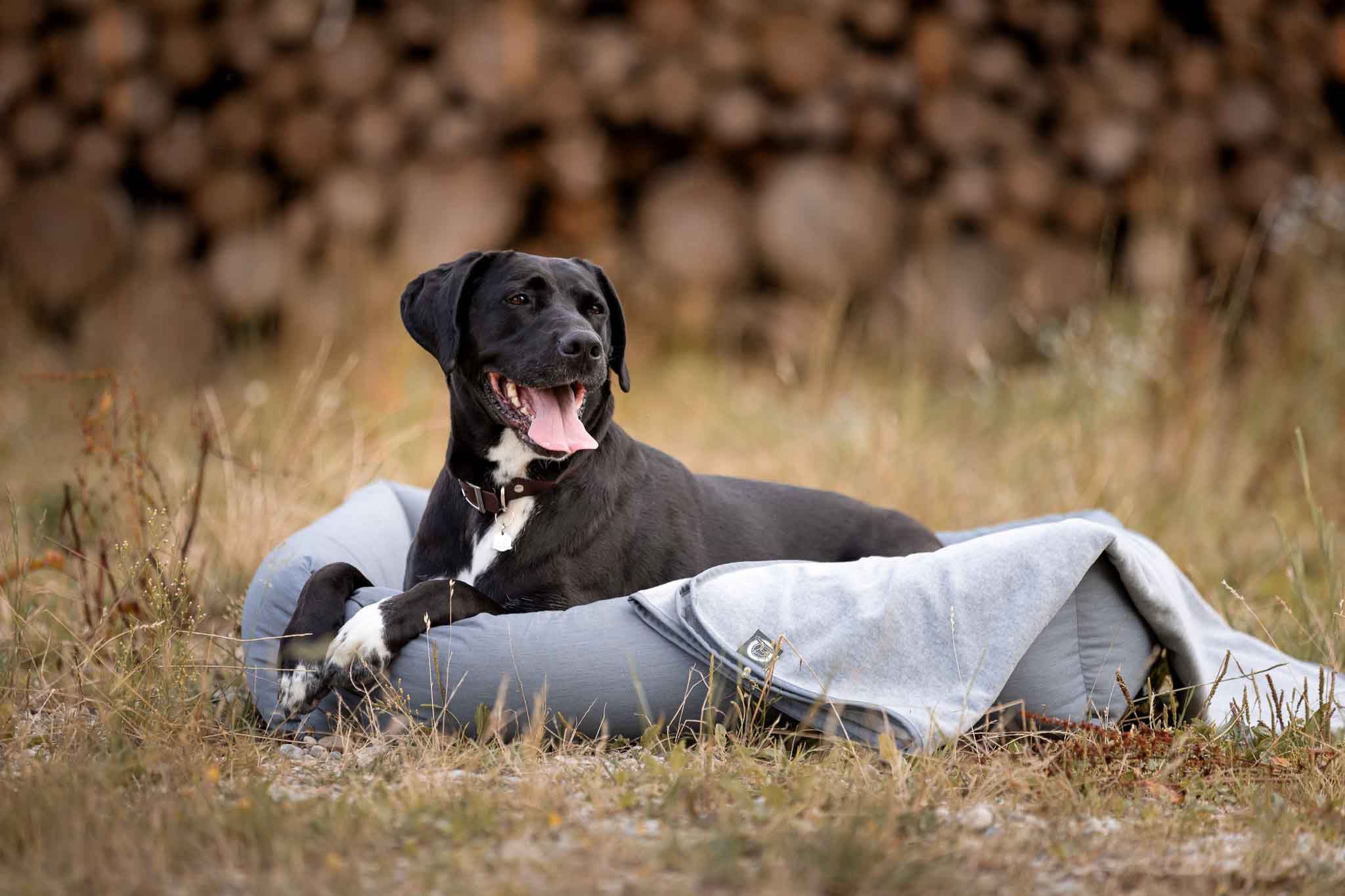 LifeStyle_Hund_in_Hundebett_mit_Hundedecke