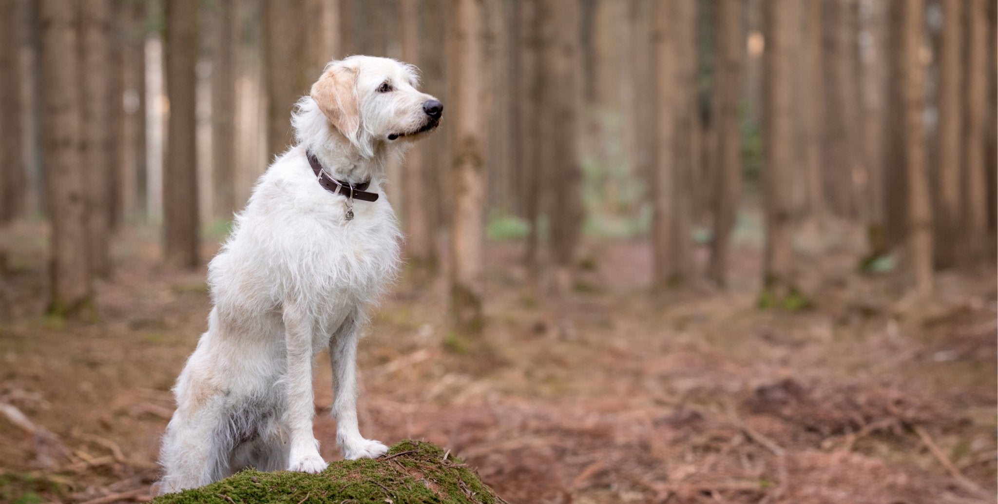 Banner_Bild_Hund_im_Wald