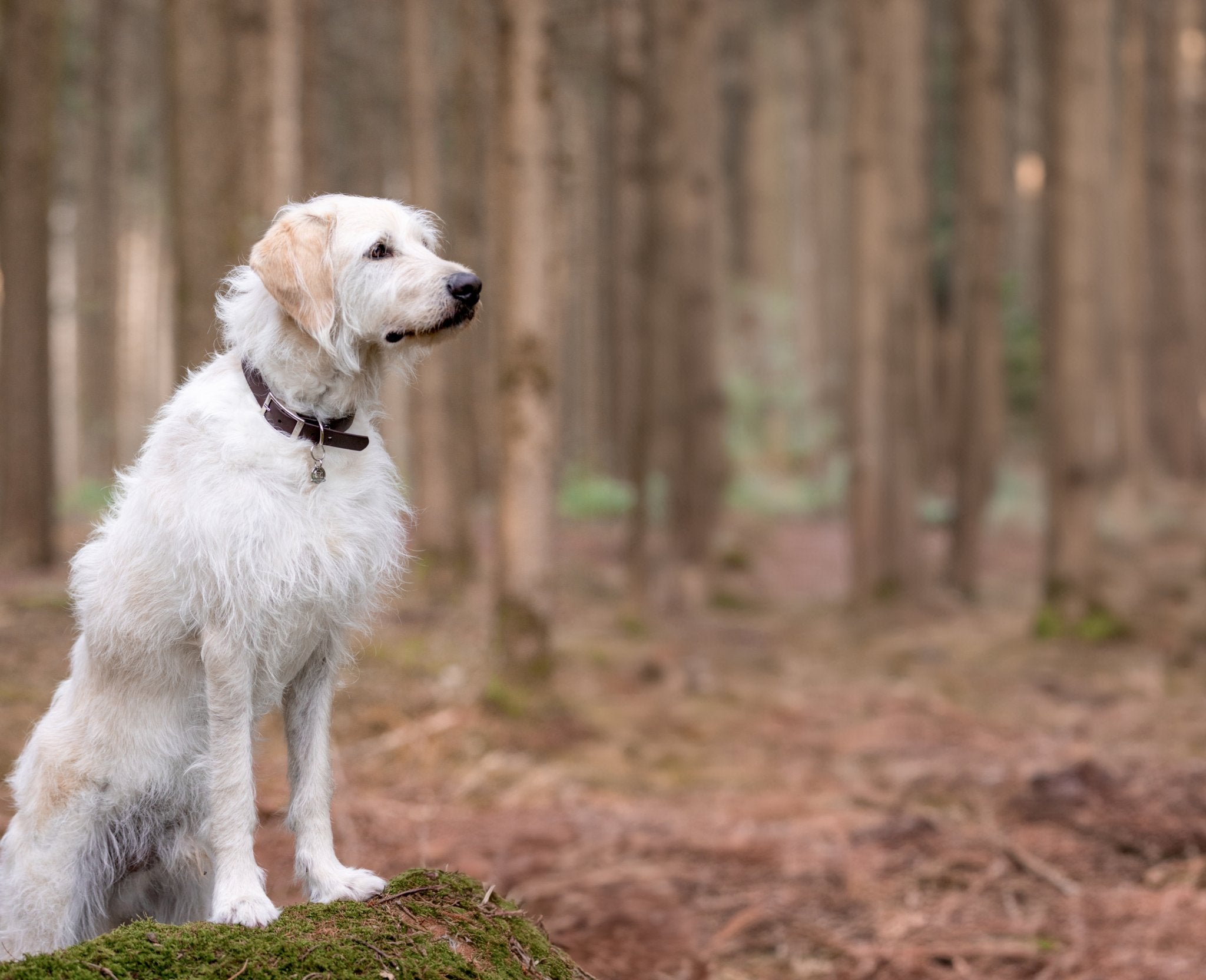 Banner_Bild_Hund_im_Wald_Mobile