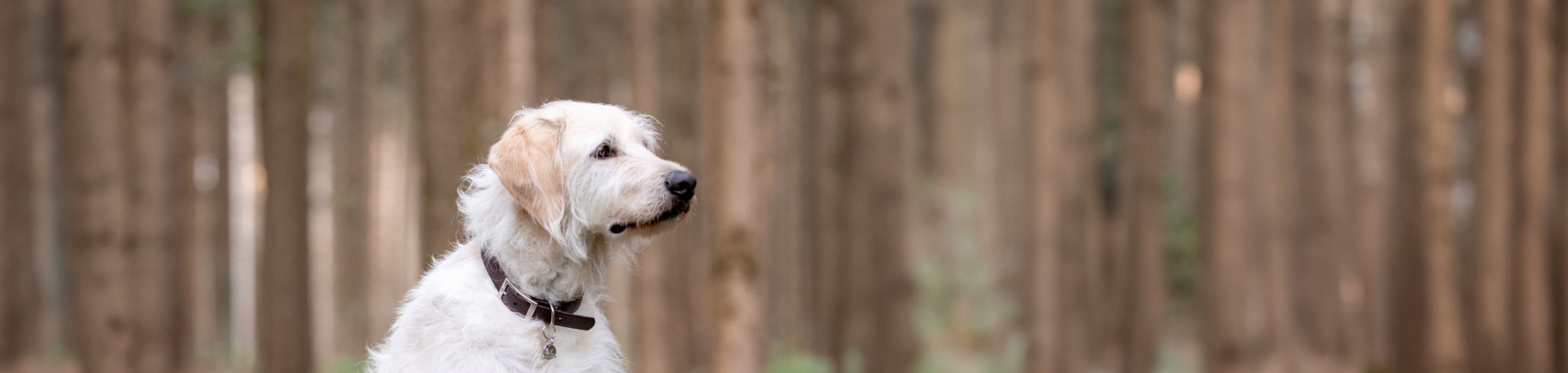 Banner_schmal_Hund_im_Wald