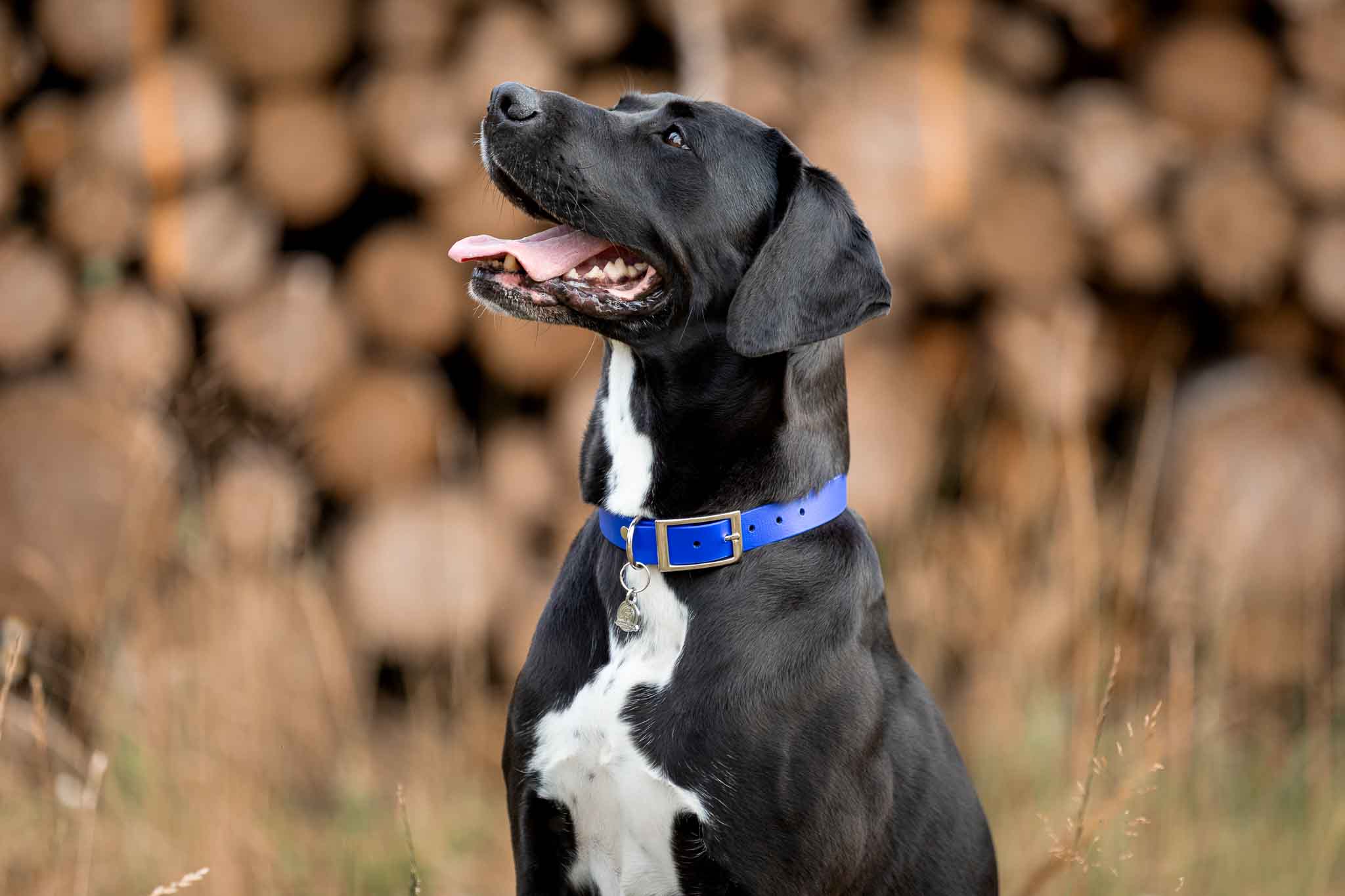 Biothane Hundehalsband 19mm, verstellbar - Halsband - floraHUNDfauna
