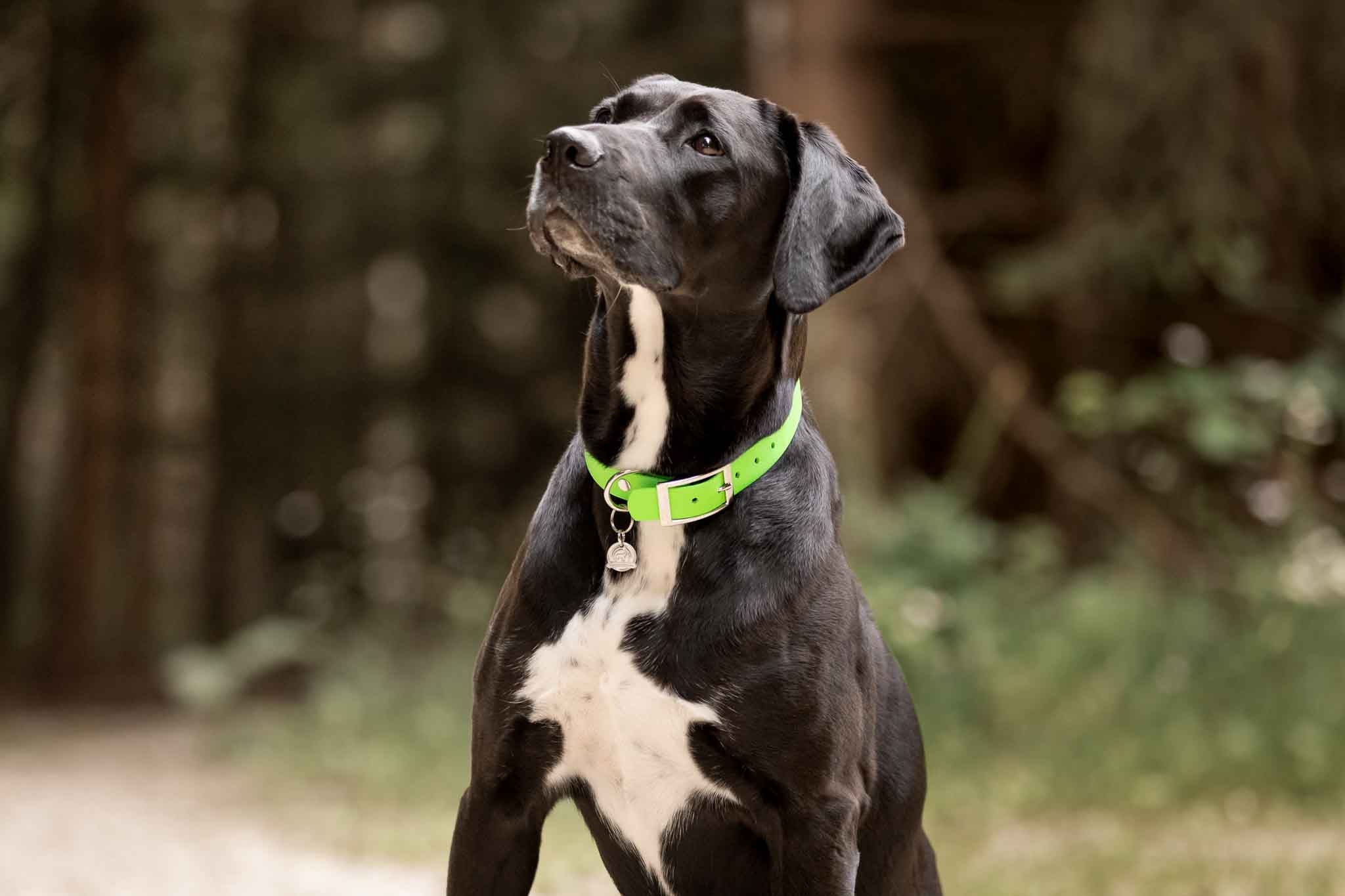 Biothane Hundehalsband 25mm, verstellbar - Leine - floraHUNDfauna