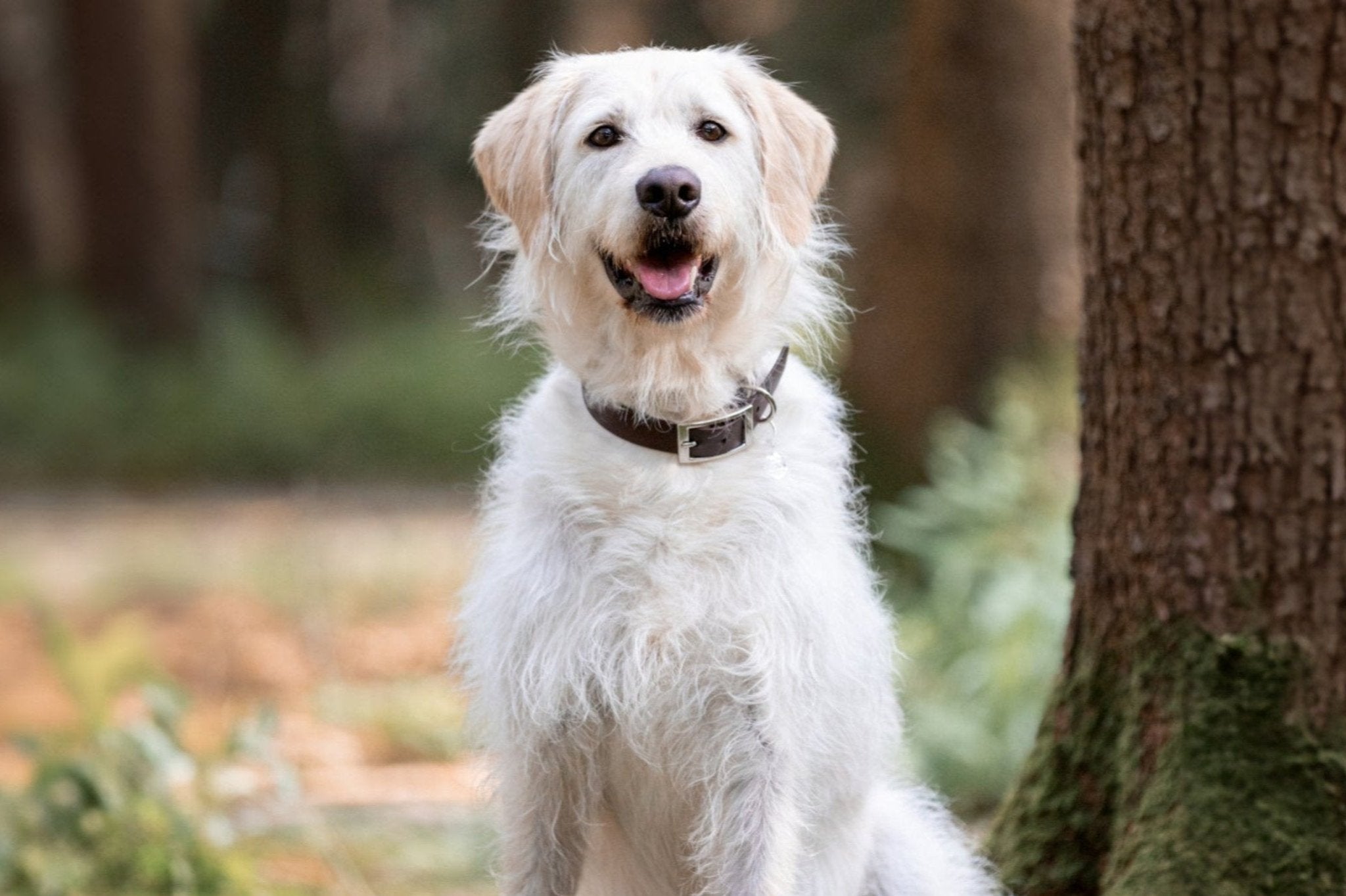 Biothane Hundehalsband 25mm, verstellbar - Leine - floraHUNDfauna