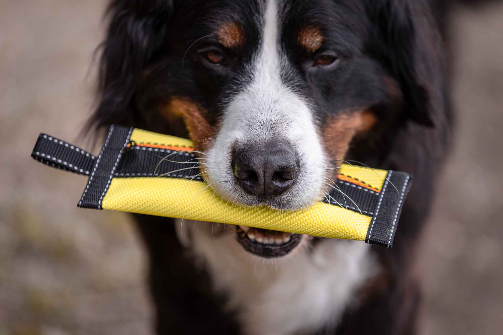 Futterbeutel für Hunde - Futterbeutel - floraHUNDfauna