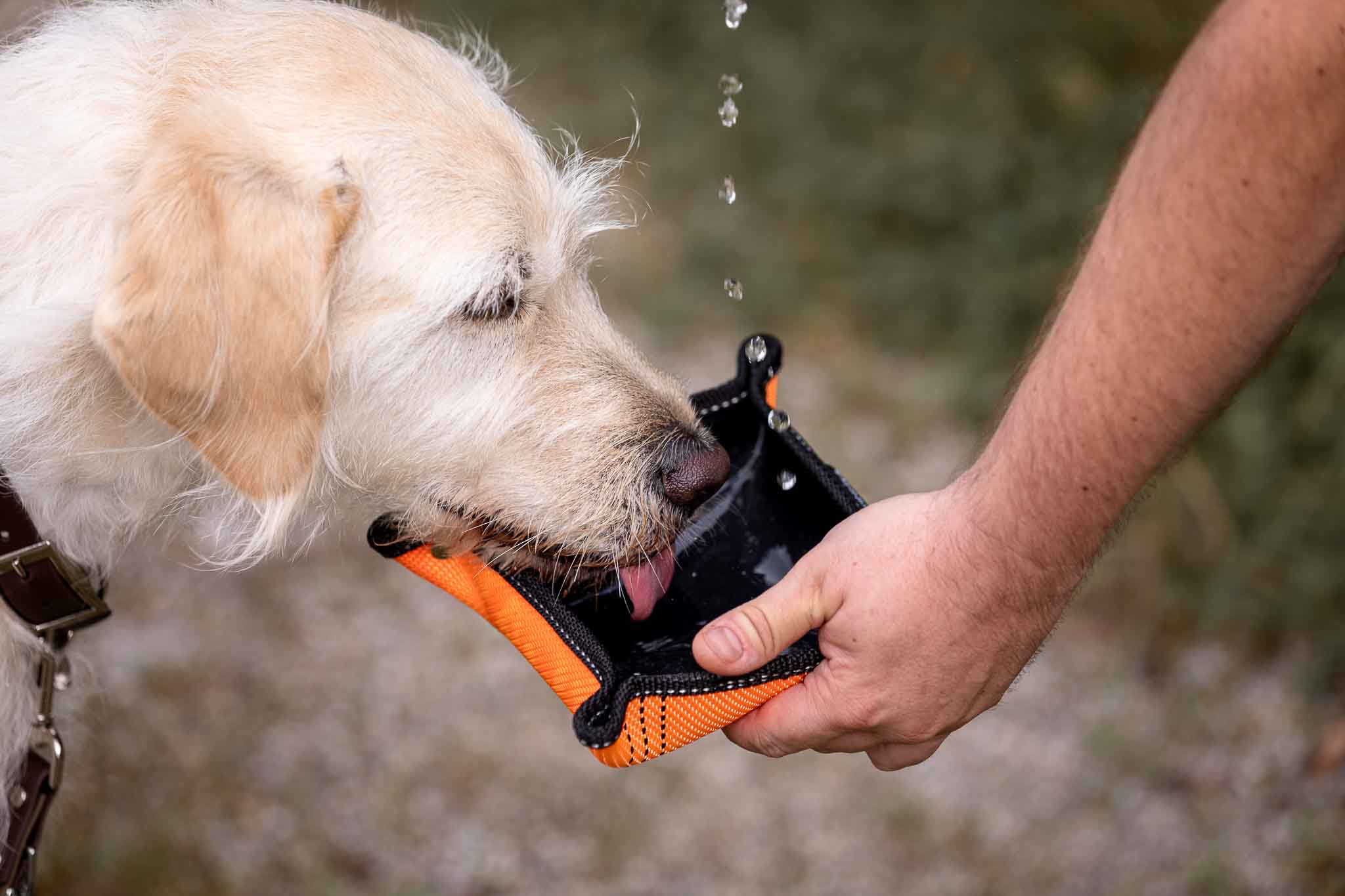 Hundetrinknapf für unterwegs - Trinkschale - floraHUNDfauna