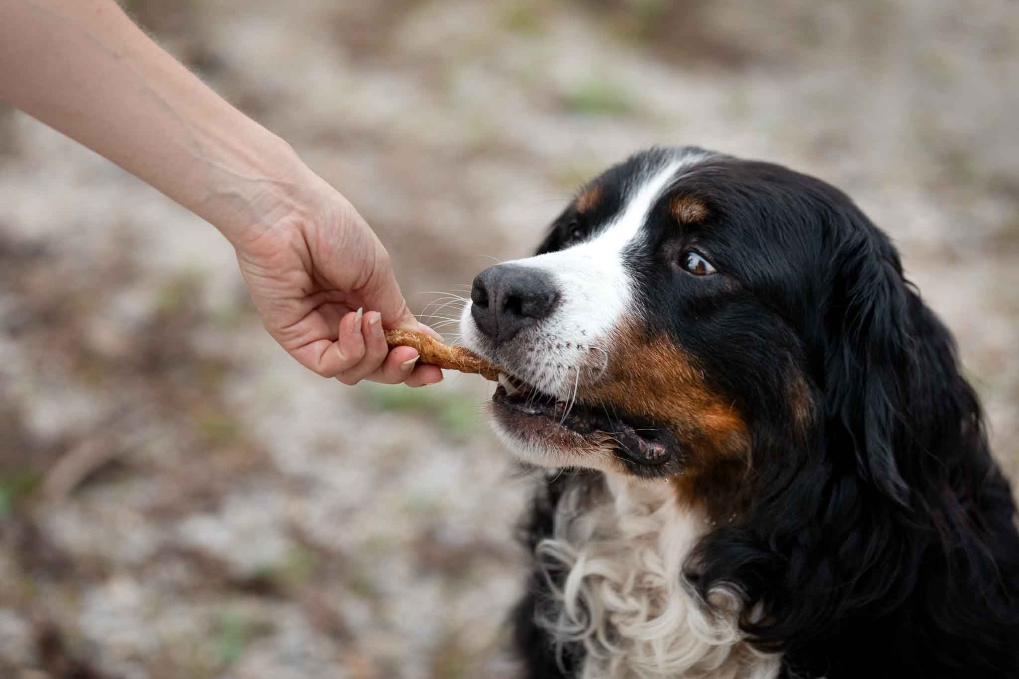 Kauartikel für Hunde - Hühnerfilet - Snacks - floraHUNDfauna