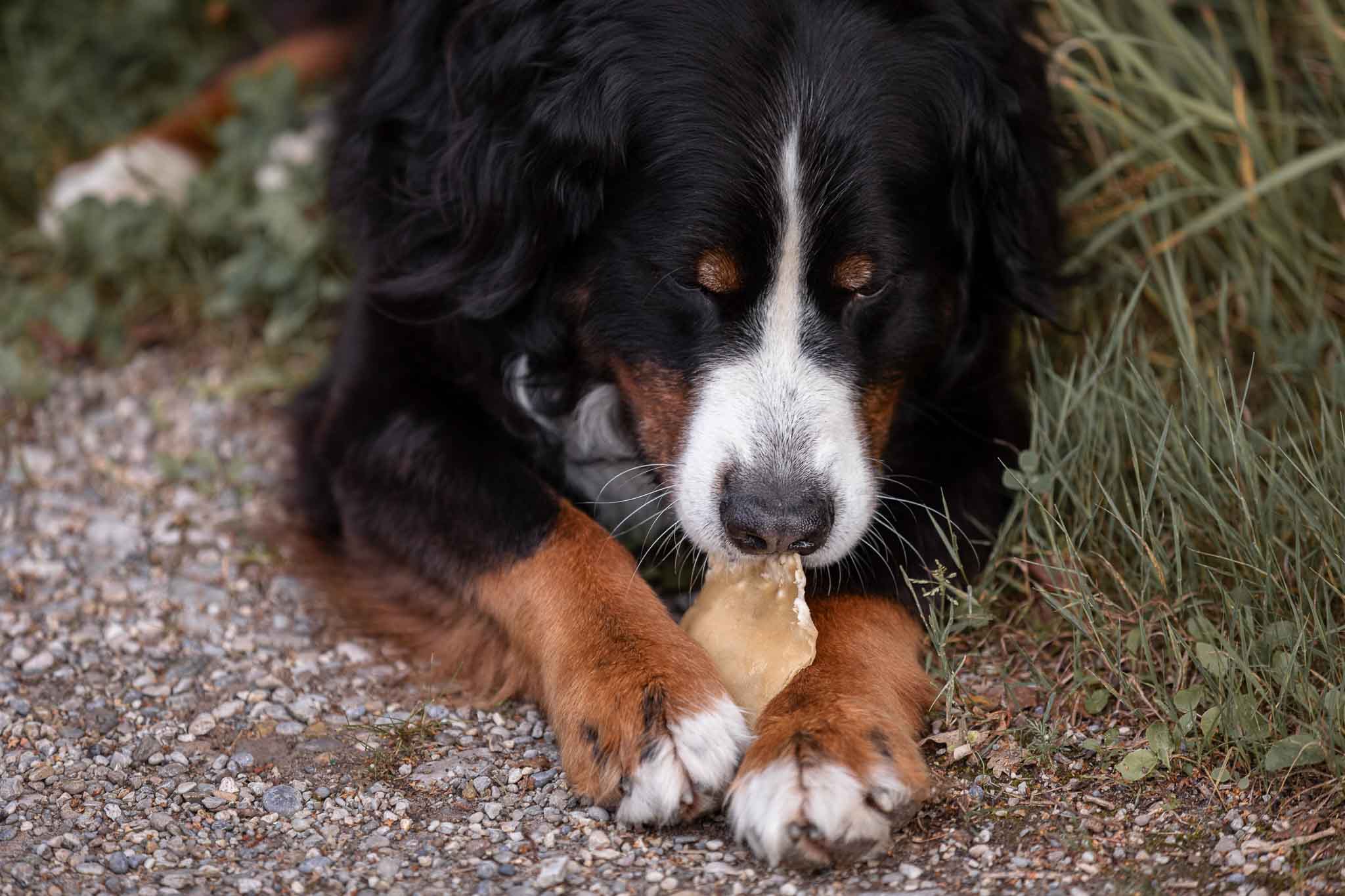 Kauartikel für Hunde – Rinder - Kauchips - Snacks - floraHUNDfauna