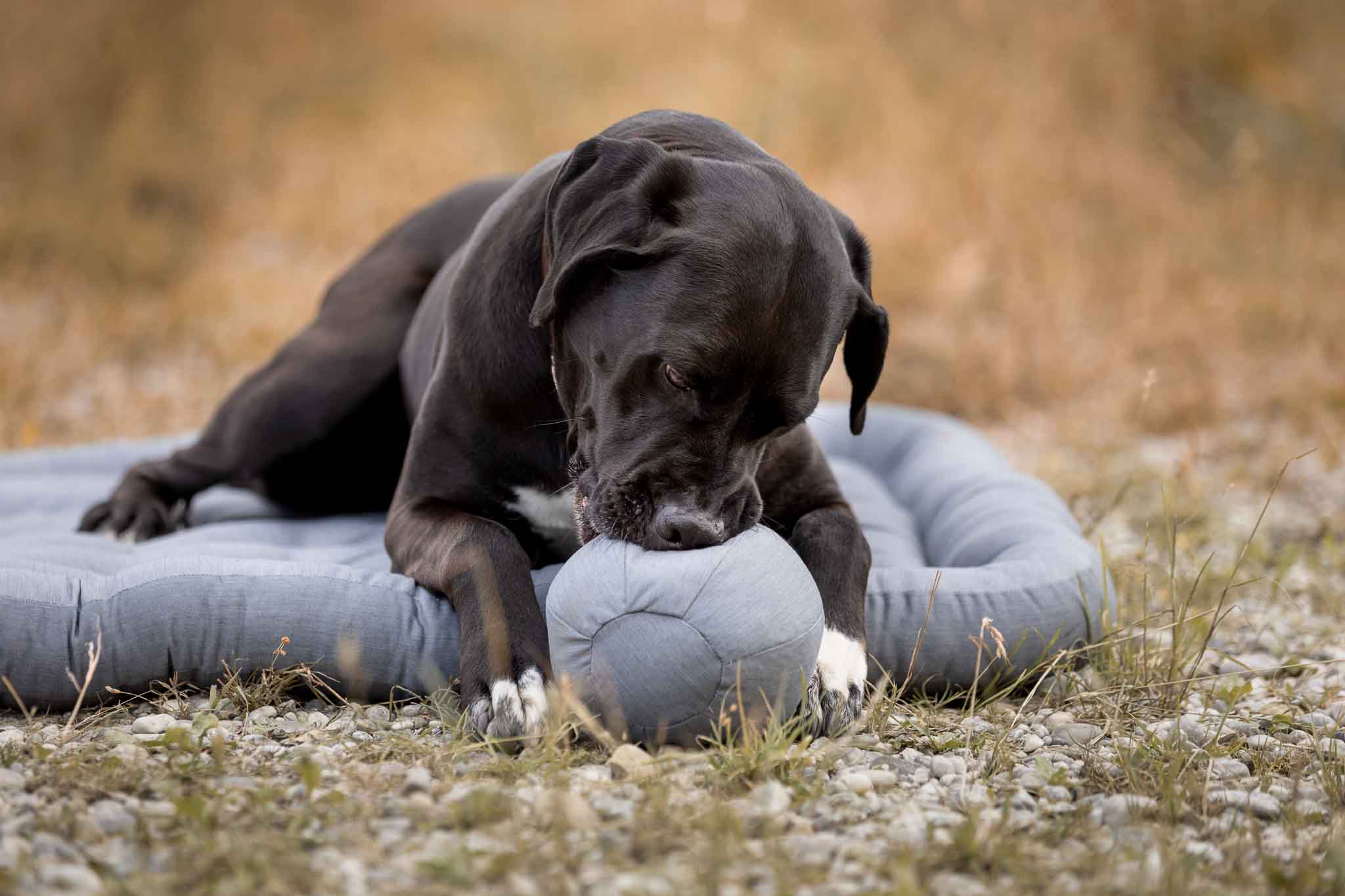 Orthopädisches Hundekissen - Hundekissen - floraHUNDfauna